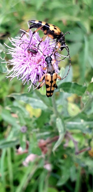 Rutpela maculata - tarkacsápú karcsúcincér