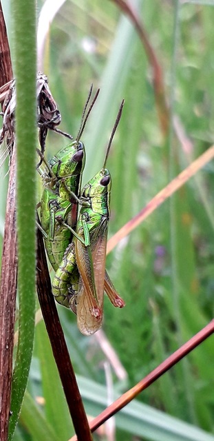 Euthystira brachyptera - smaragdzöld sáska