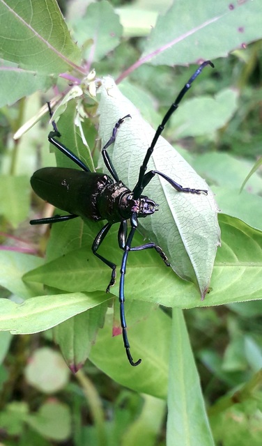 Aromia moschata - pézsmacincér