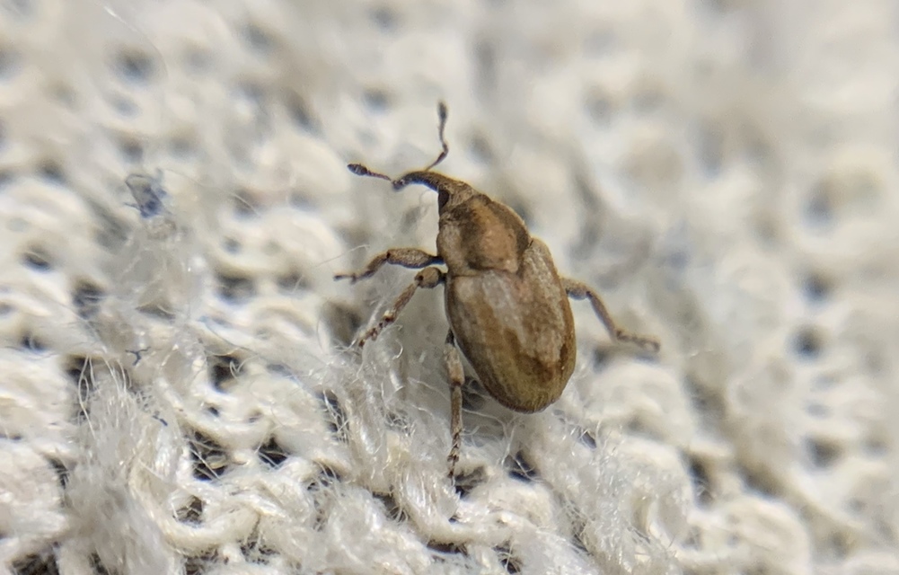 Sibinia femoralis - foltos habszegfűormányos