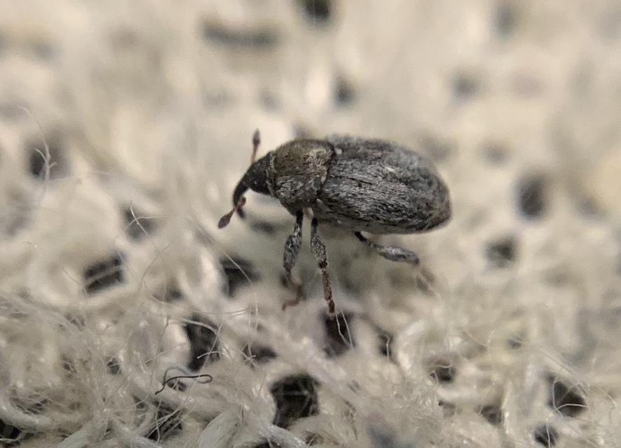 Sibinia femoralis - foltos habszegfűormányos