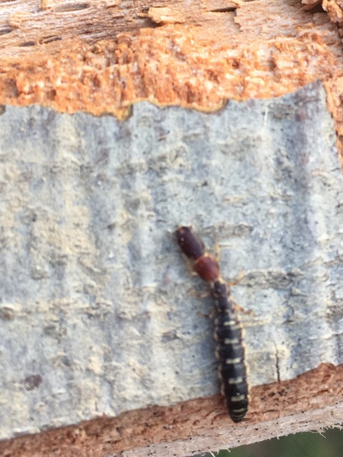 Raphidioptera - Tevenyakú-fátyolkák