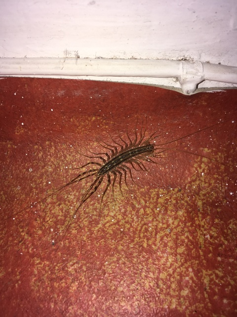 Scutigera coleoptrata - légyölő pókszázlábú