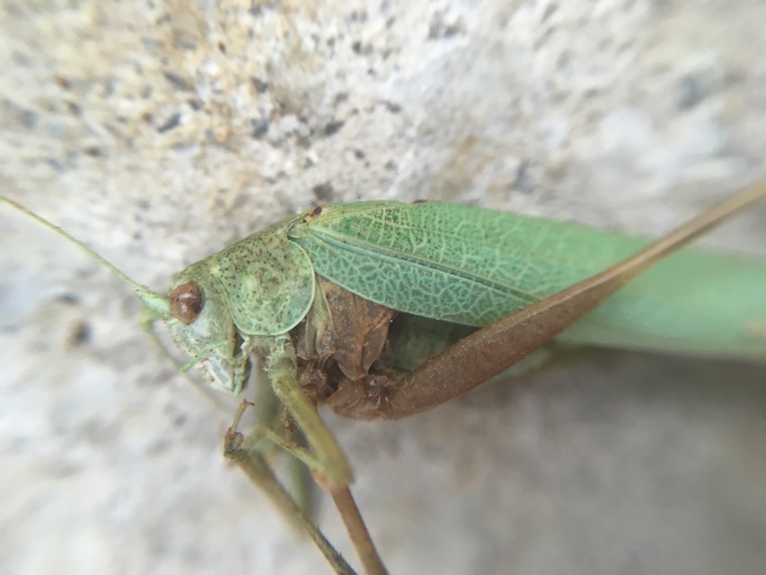 Phaneroptera nana - pontozott repülőszöcske