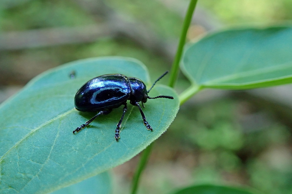Chrysochus asclepiadeus - tündöklő méreggyiloklevelész