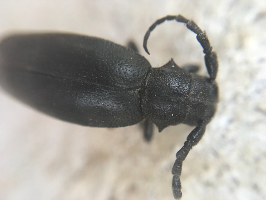 Dorcadion aethiops - fekete gyalogcincér