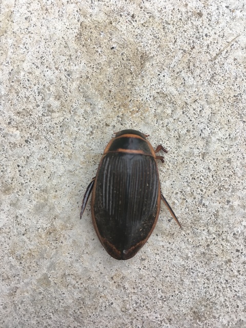Dytiscus marginalis - szegélyes csíkbogár