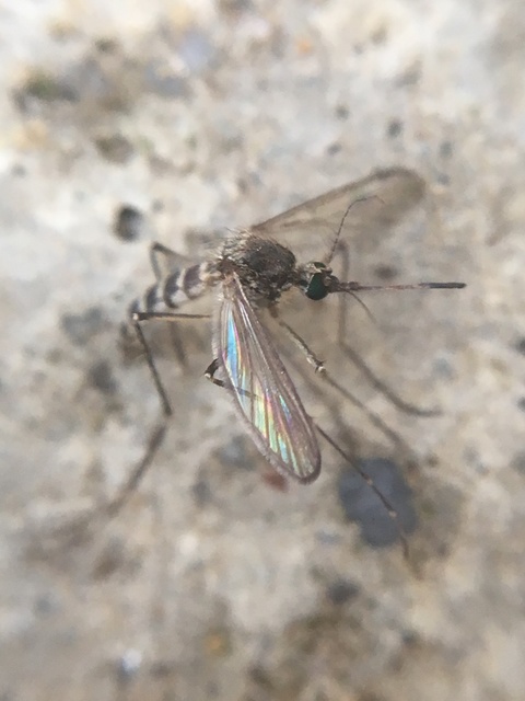Culicidae - csípőszúnyogok