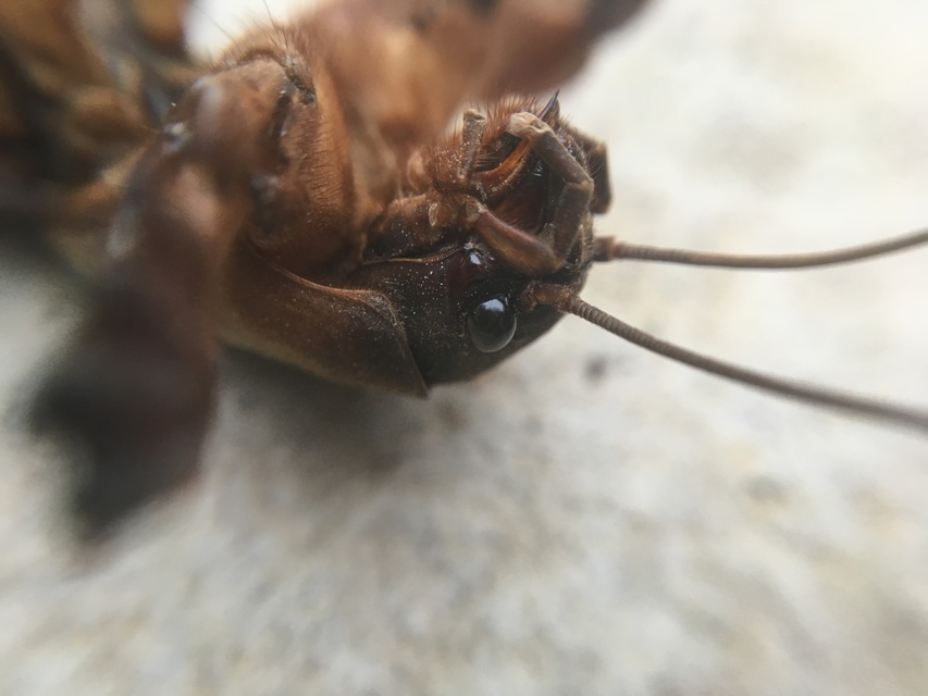 Gryllotalpa