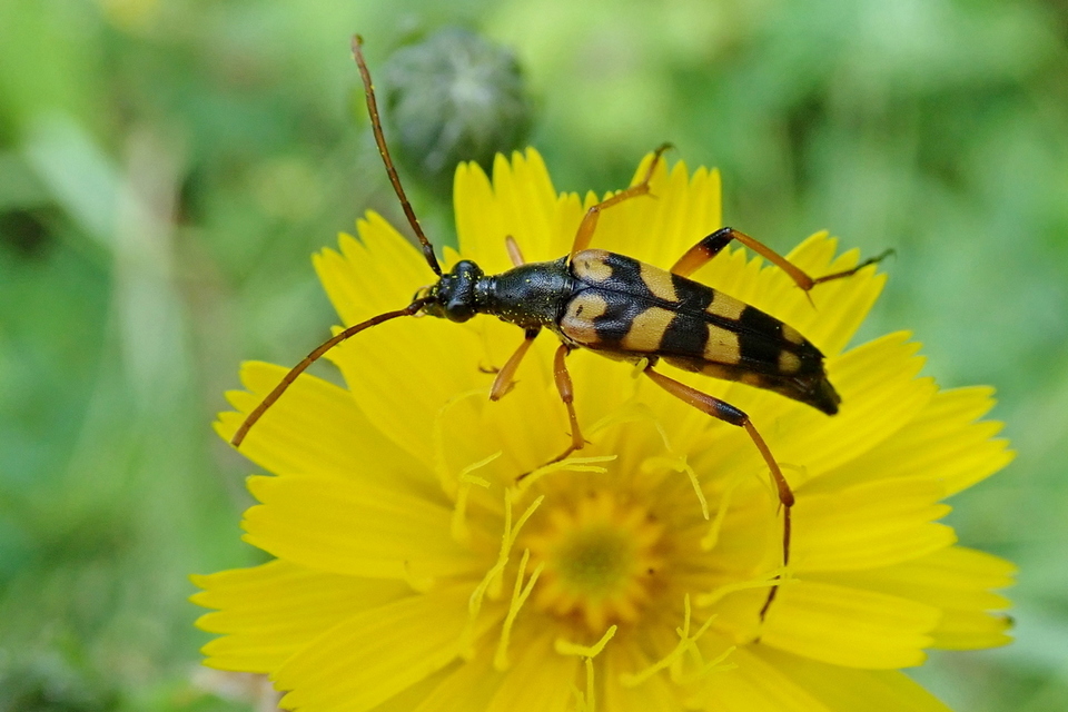 Strangalia attenuata - nyurgacincér