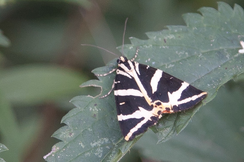 Euplagia quadripunctaria - csíkos medvelepke