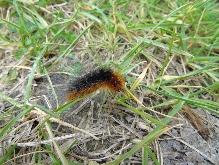 Arctia caja - közönséges medvelepke