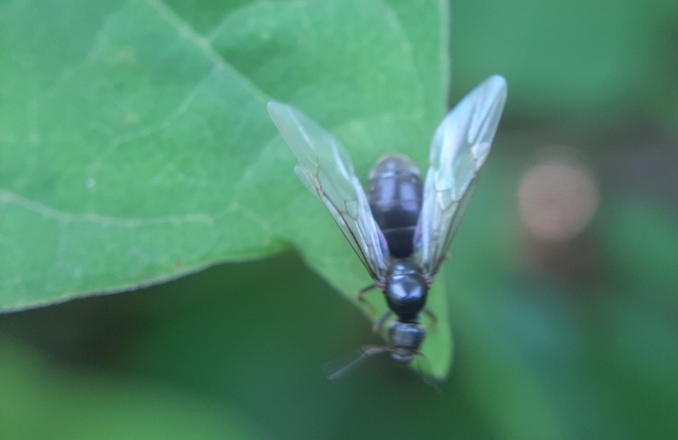 Lasius