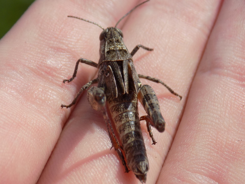 Calliptamus italicus - olaszsáska