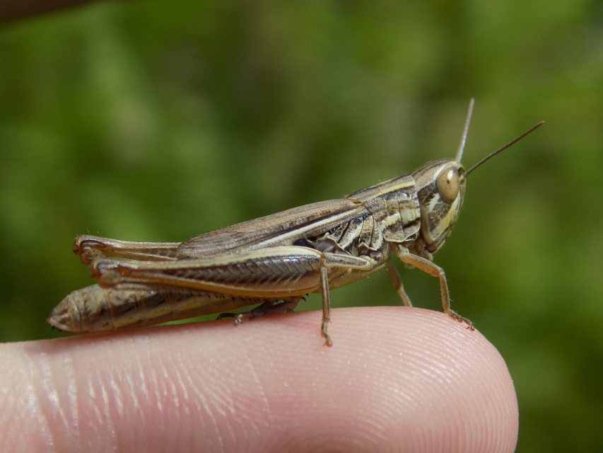 Euchorthippus declivus - rövidszárnyú rétisáska