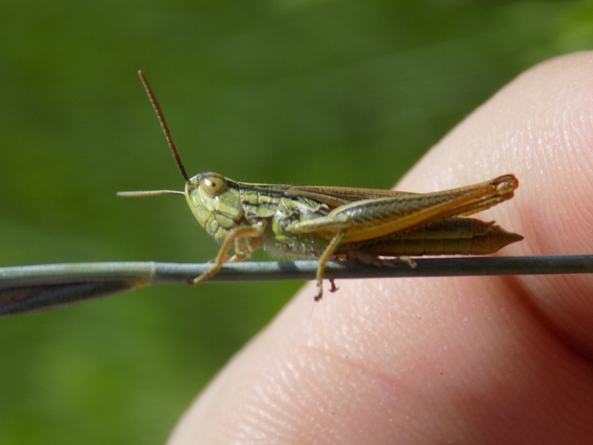 Euchorthippus declivus - rövidszárnyú rétisáska