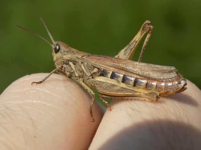 Chorthippus brunneus - közönséges tarlósáska