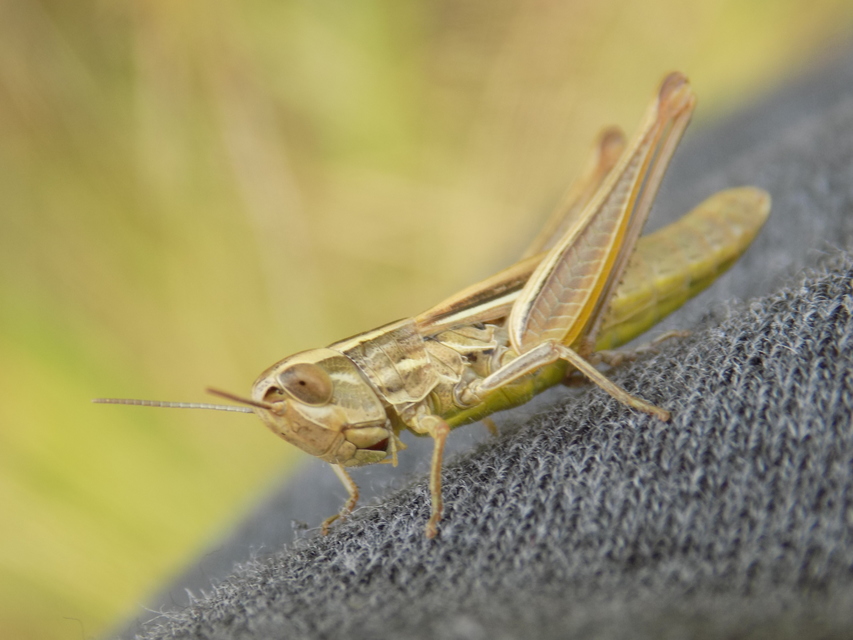 Euchorthippus declivus - rövidszárnyú rétisáska