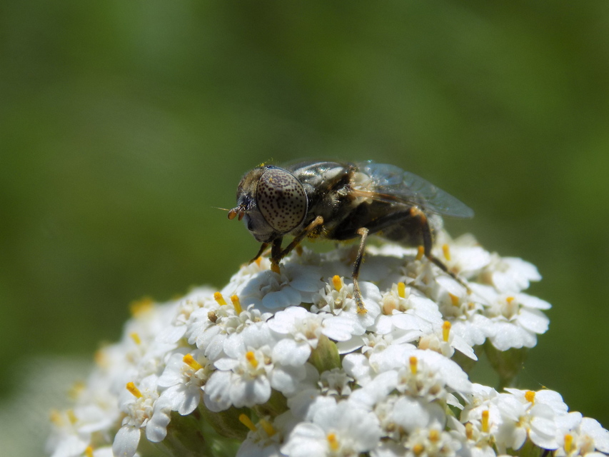 Eristalinus aeneus - bronzos foltosszeműlégy