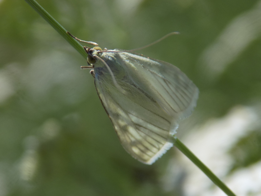 Sitochroa palealis - kénszárnyú dudvamoly
