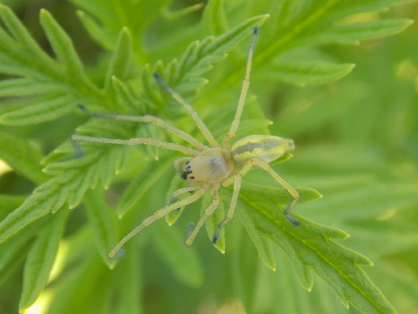 Cheiracanthium