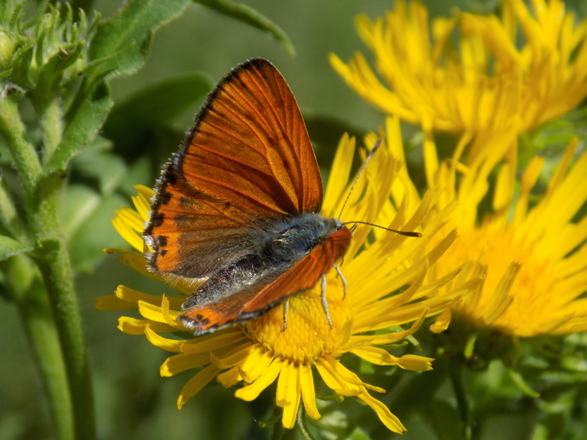 Lycaena thersamon - kis tűzlepke