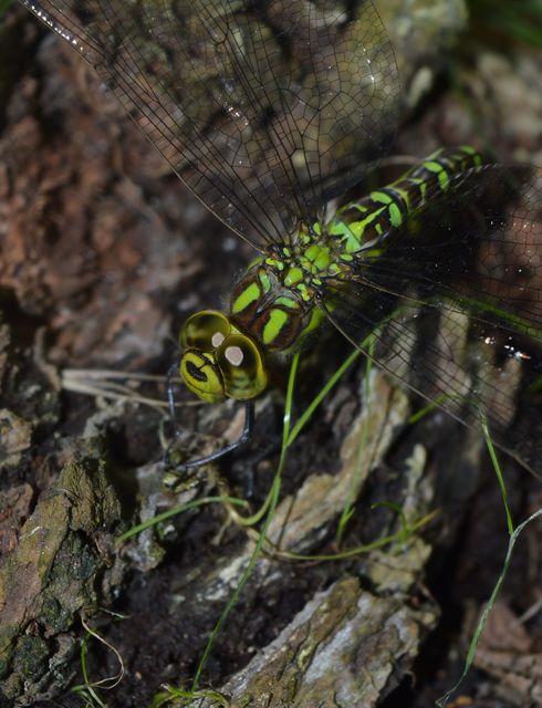 Aeshna cyanea - sebes karcsúacsa