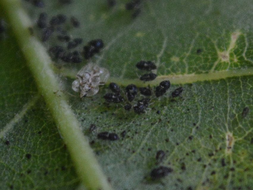 Corythucha arcuata - tölgy-csipkéspoloska
