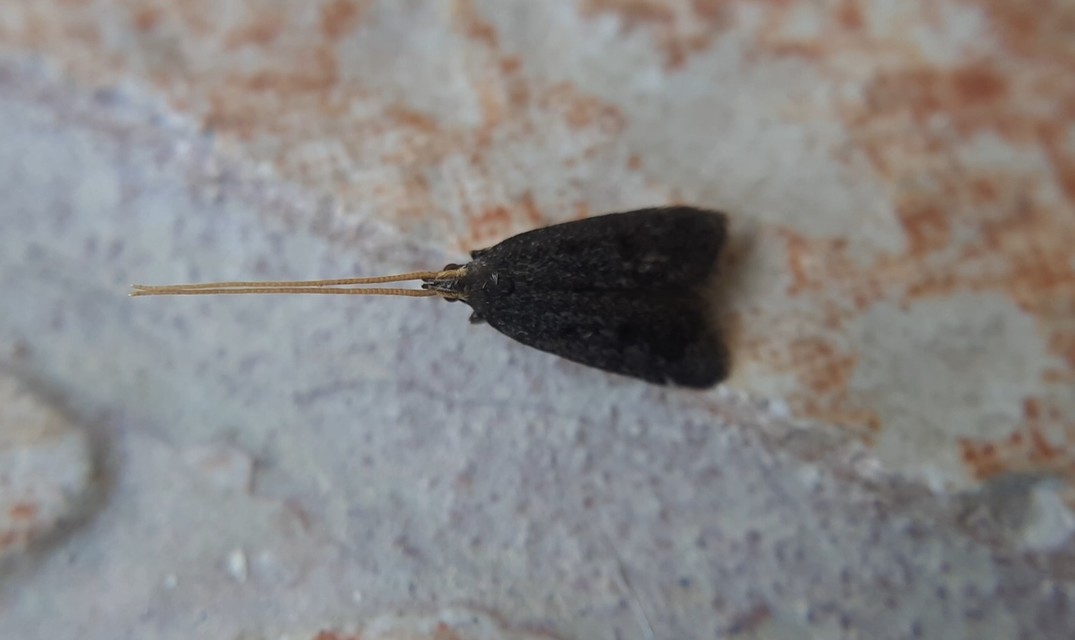 Lecithocera nigrana - kis hindumoly