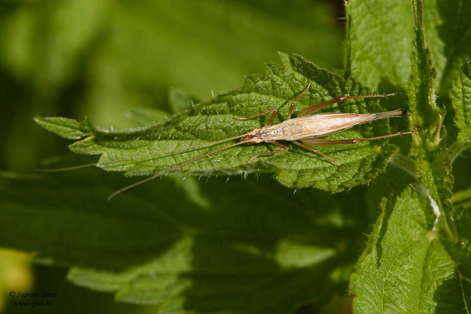 Oecanthus pellucens - pirregőtücsök