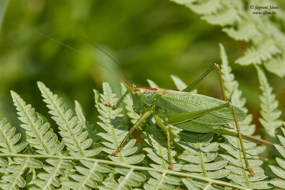 Tettigonia cantans - éneklő lombszöcske