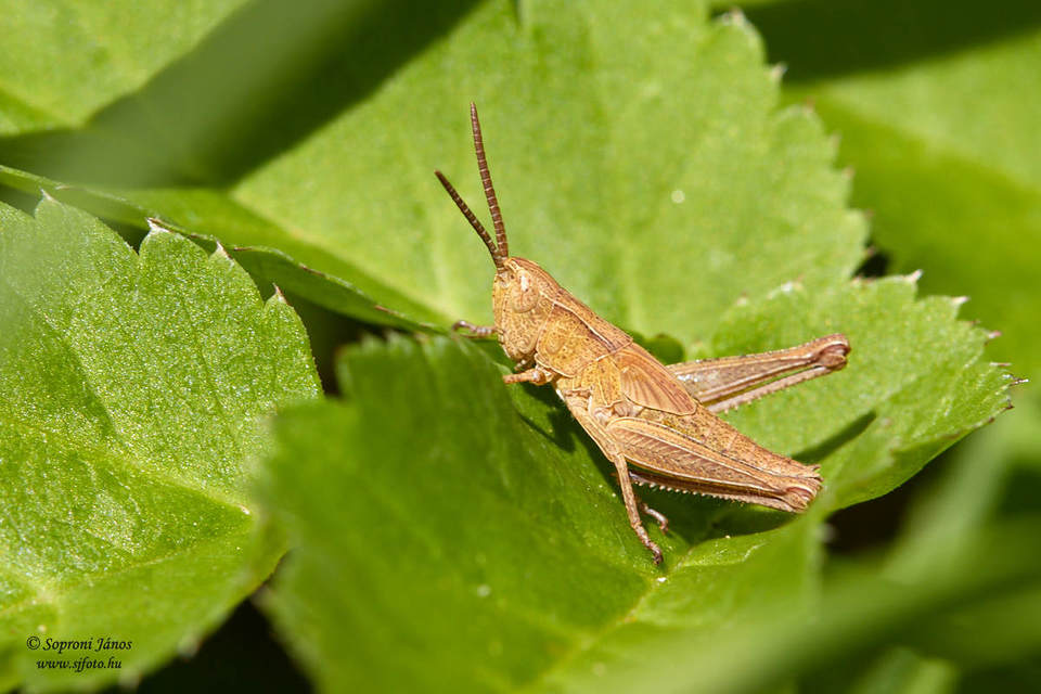 Chorthippus (Chorthippus) (subgenus)