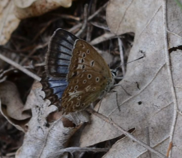 Polyommatus daphnis - csipkés boglárka