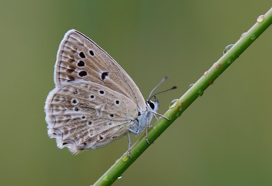 Polyommatus daphnis - csipkés boglárka