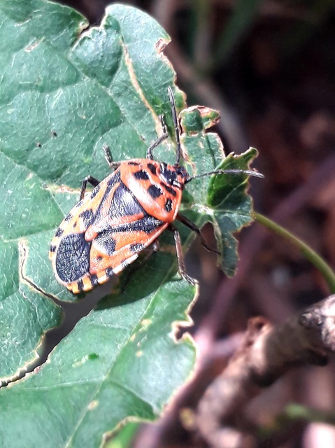 Eurydema