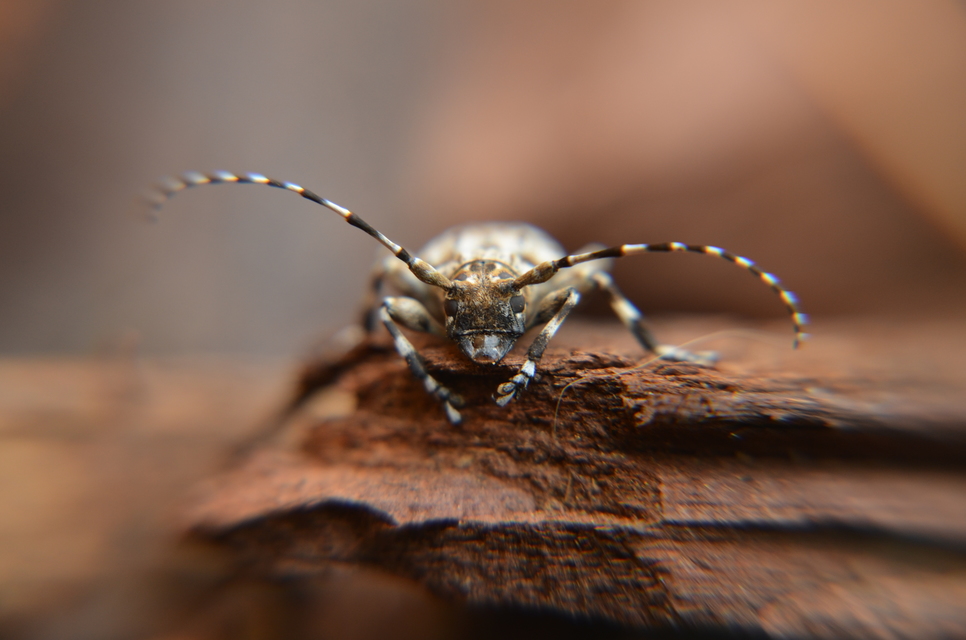 Aegomorphus clavipes - tarka cincér Aegomorphus clavipes - tarka cincér