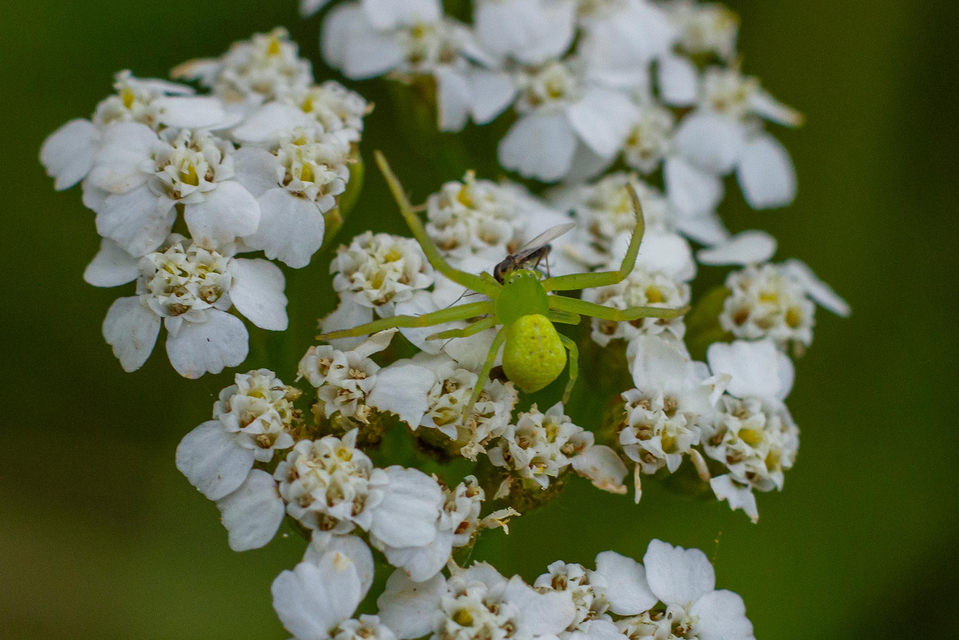 Ebrechtella tricuspidata - alakoskodó karolópók