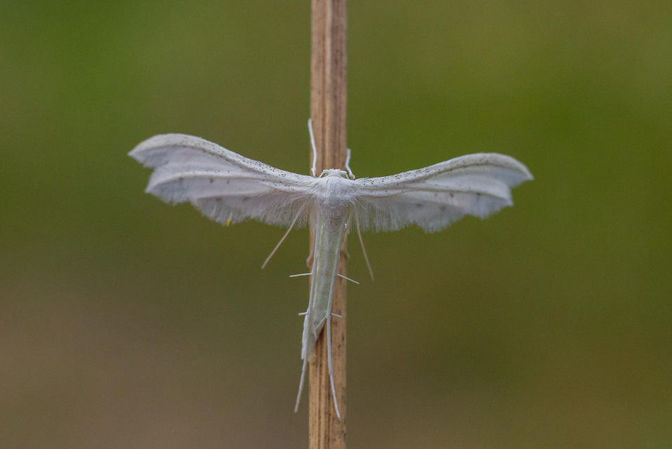 Pterophorus pentadactyla - fehér tollasmoly