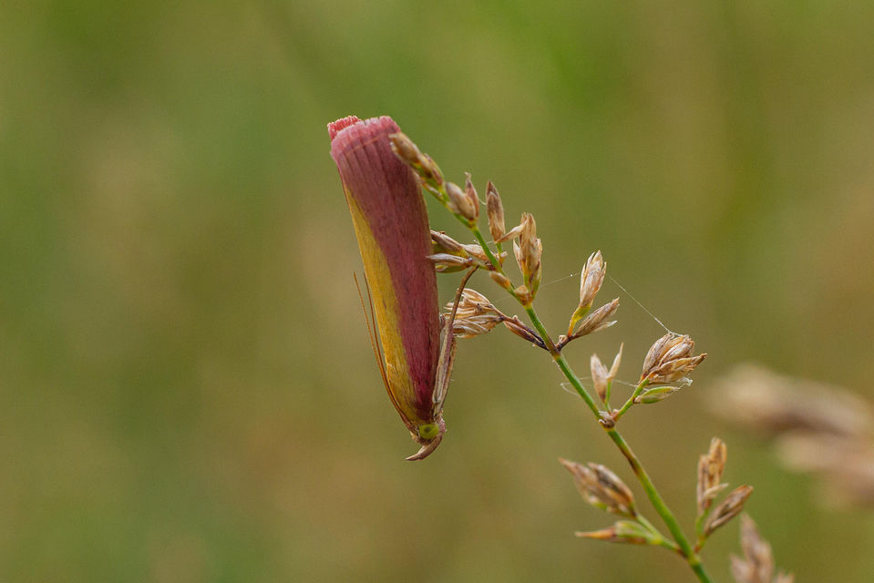 Oncocera semirubella - lucernamoly