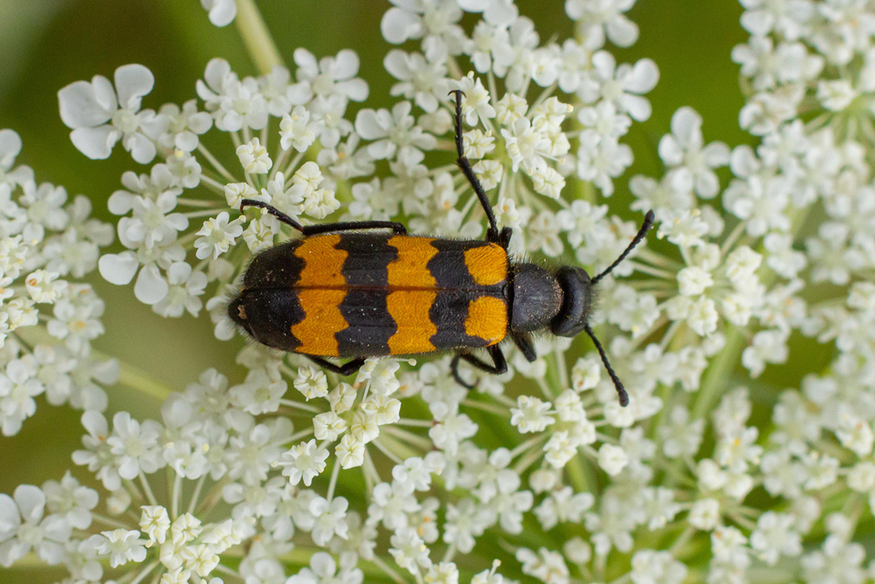 Mylabris variabilis - szalagos hólyaghúzó Mylabris variabilis - szalagos hólyaghúzó