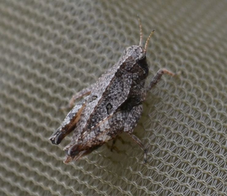 Tetrix bipunctata - kétpettyes tövishátúsáska