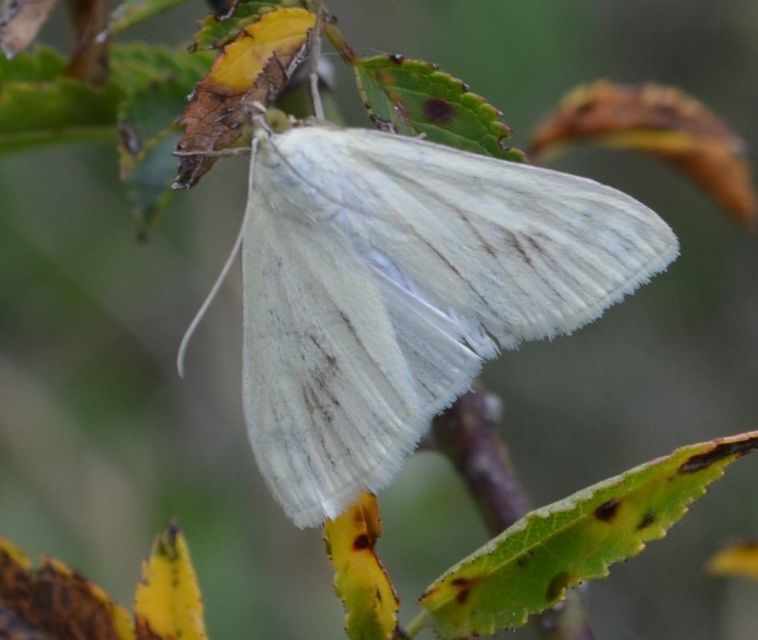 Sitochroa palealis - kénszárnyú dudvamoly