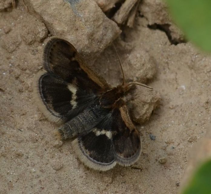 Titanio normalis - szulákszövő kormosmoly