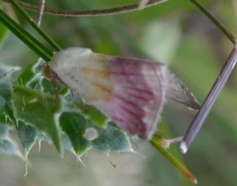 Eublemma purpurina - bíboros törpebagoly