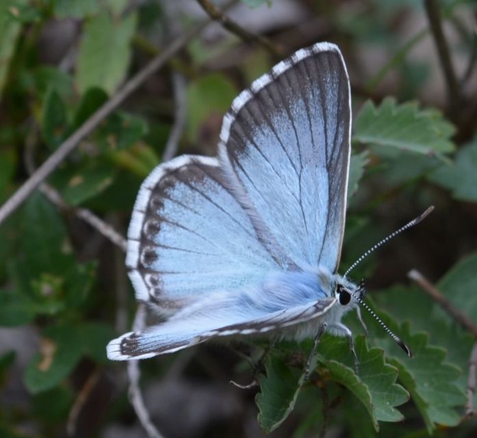 Polyommatus coridon - ezüstkék boglárka