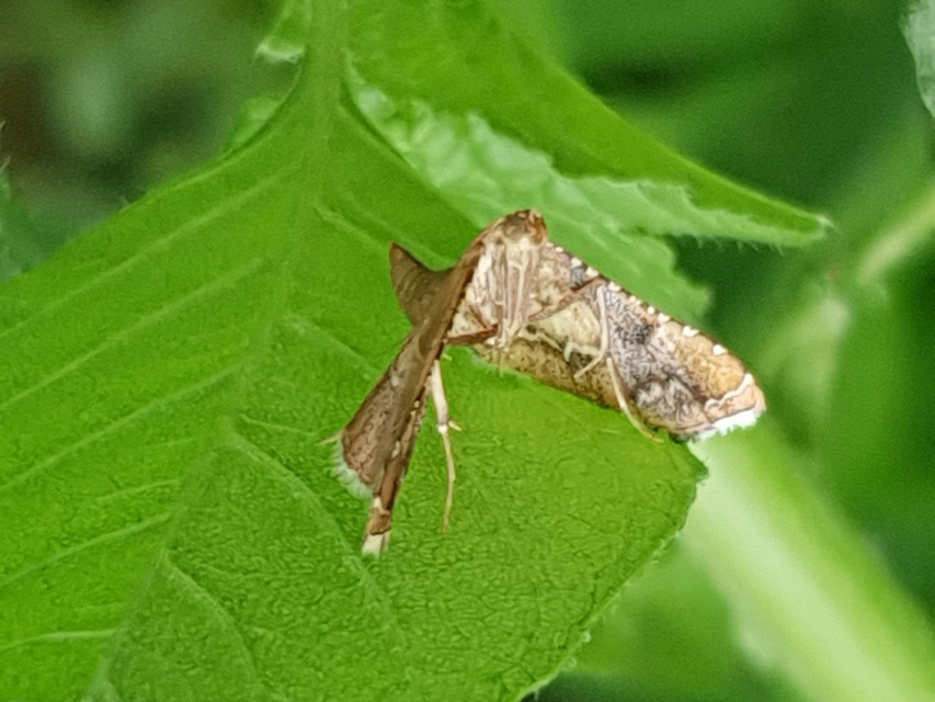 Endotricha flammealis - tüzesszárnyú fényilonca