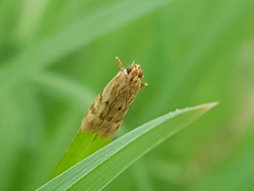 Homoeosoma sinuella - agyagsárga karcsúmoly