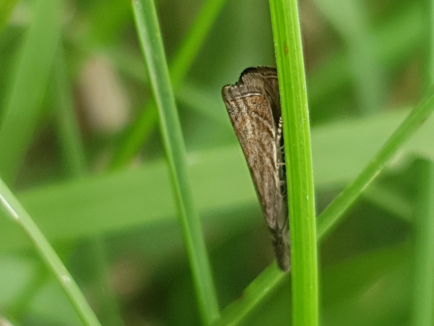 Platytes cerussella - törpe fűgyökérmoly