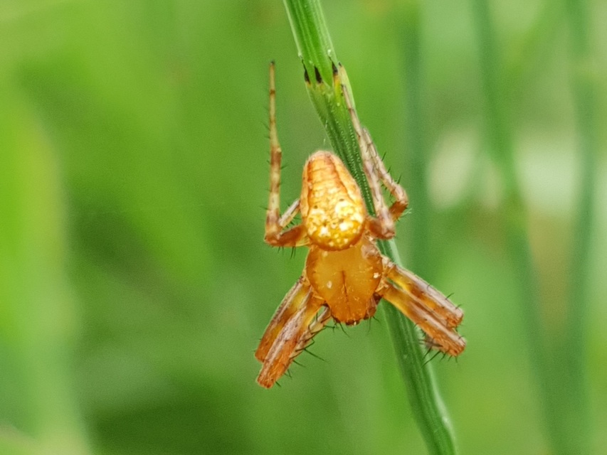 Araneus alsine - hűsölő keresztespók