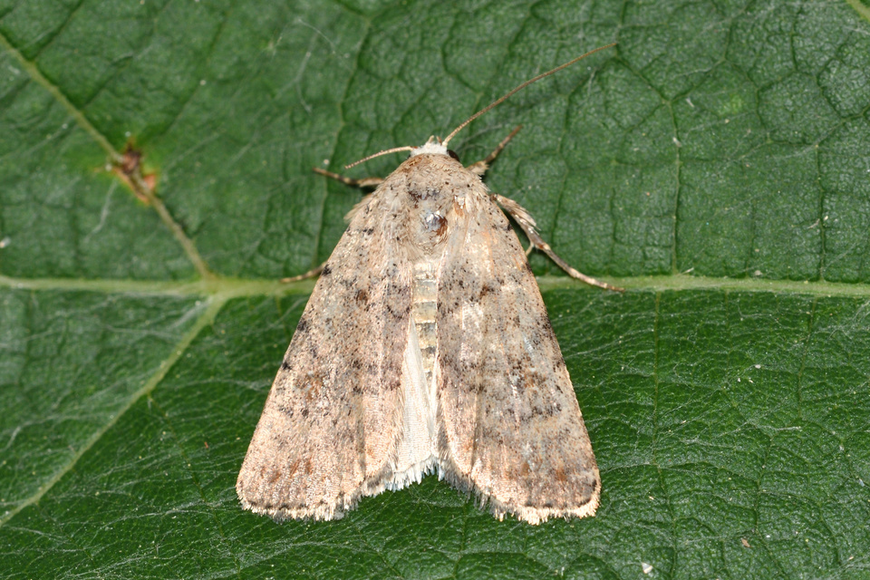 Paradrina clavipalpis - közönséges selymesbagoly
